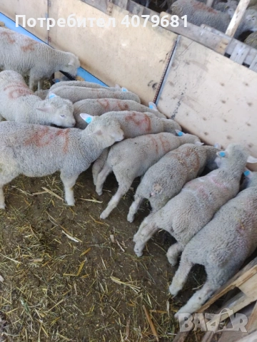 Агнета Ил дьо Франс 