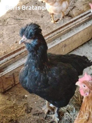 продавам или заменям ярка струмски бантам стандарт 