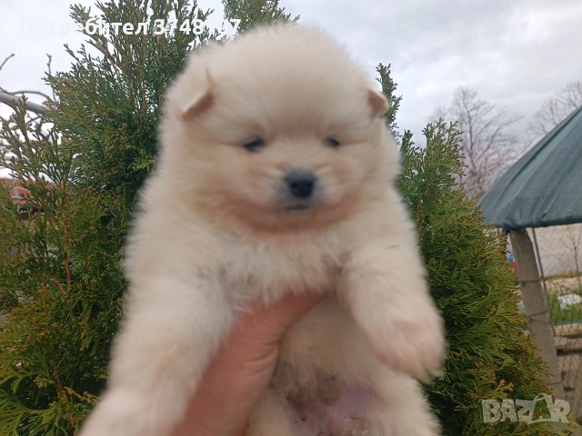 Померан / Померани , снимка 8 - Померан - 54029381