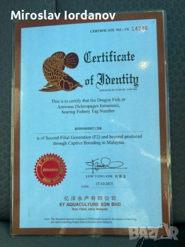 Arowana RTG, снимка 10 - Рибки - 54100964