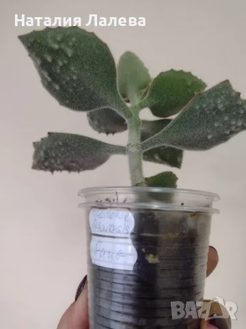 Каланхое, kalanchoe beharensis Fang, снимка 3 - Стайни растения - 56307959