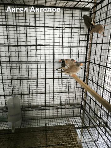 зеброви амадини , снимка 11 - Амадини - 52357881