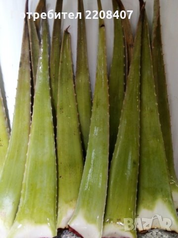 Алое вера листа