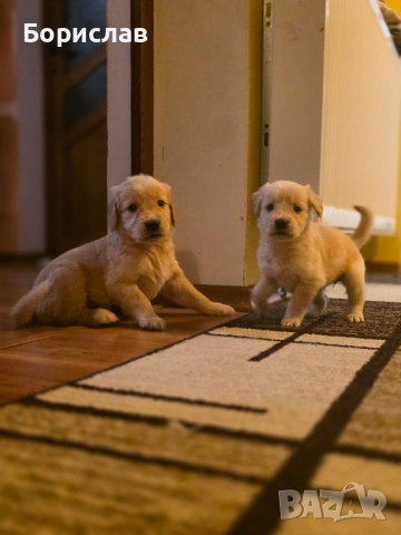 Бебета Голдън ретривър 