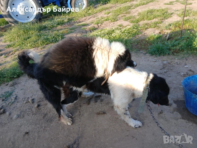 Каракачански кучета , снимка 7 - Каракачанска овчарка - 54327853