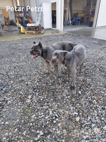 Кане Корсо бебета, снимка 8 - Кане корсо - 52413661