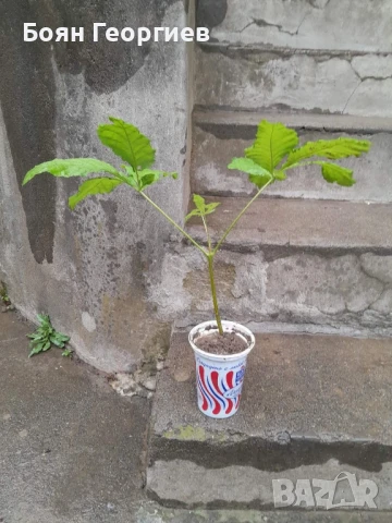 Кестен фиданки - Конски, див кестен , снимка 2 - Градински цветя и растения - 50892372