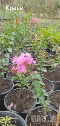 Индийски люляк