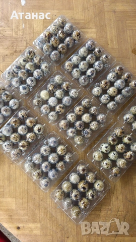 оплодени пъдпъдъчи яйца