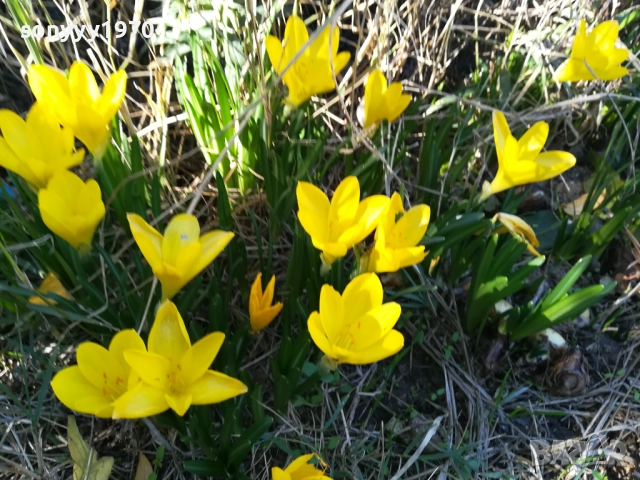 ГРЪМ ОТ ГРАДИНСКИ ЦВЕТЯ ЗА ЦЯЛА ЛЕХА 25ЛВ 1910251933, снимка 4 - Градински цветя и растения - 52109825