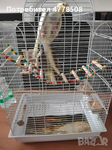 Продавам папагал Корела с клечката., снимка 2 - За птици - 53987304