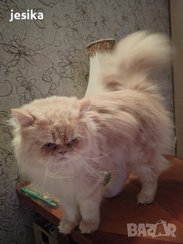 Мъжки персийци на година и половина с хигиенни навици не кастрирани,чиста порода ., снимка 4 - Персийска - 53203681