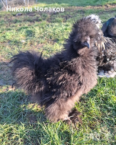 Американски копринки петли , снимка 2 - Кокошки и пуйки - 54305745