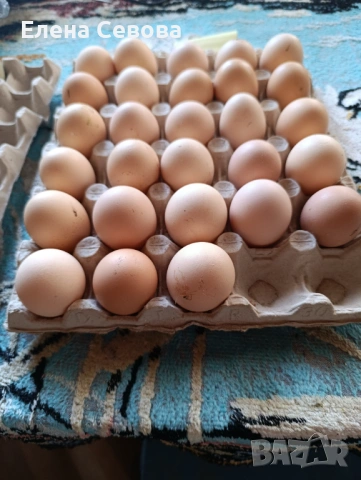 Яйца за люпене от Съсекс, голошийки и качулати , снимка 8 - Кокошки и пуйки - 53100266