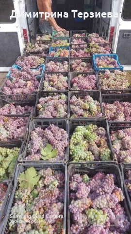 Продавам грозде, снимка 3 - Домашни продукти - 55734421