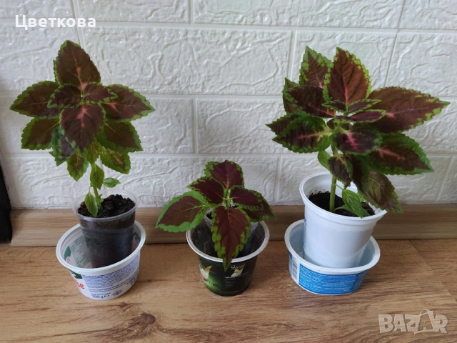 копривки по 1 евро