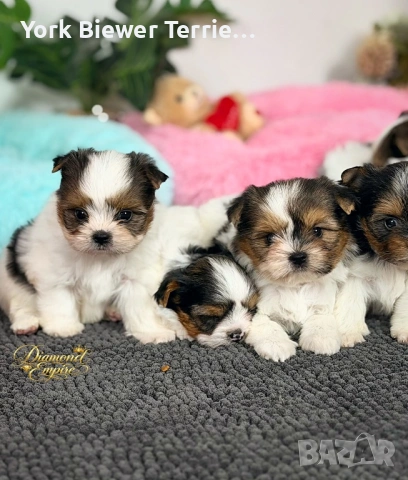 Йоркширски Териер! Сладури бебета  с родословие за деца и възрастни! Доставка , снимка 2 - Йоркширски териер - 53200669