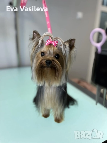 бебета йорки , снимка 3 - Други - 52646793