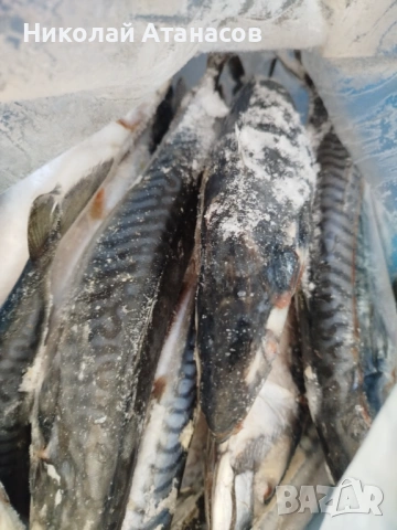 Риба скумрия , снимка 2 - Такъми - 53980282