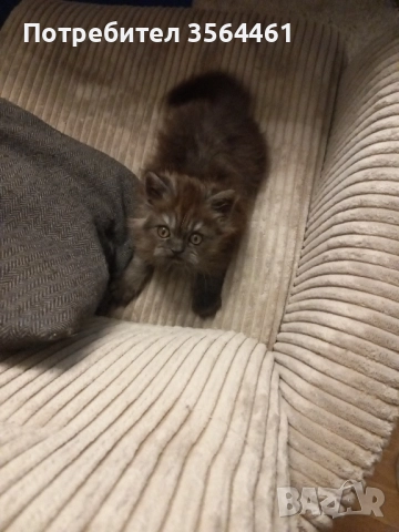 продавам персийско коте-мъжко, снимка 4 - Персийска - 52410928