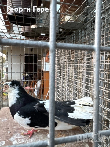 Благоевградски качулат, снимка 2 - Гълъби - 53142346