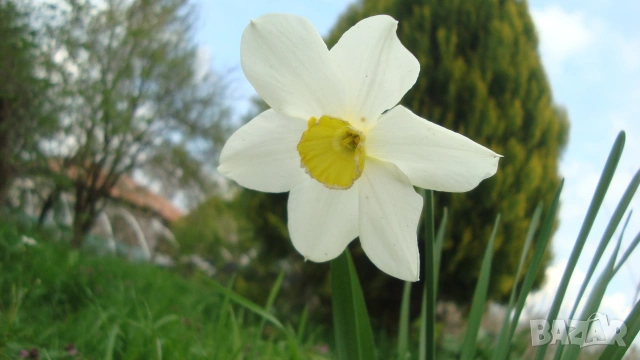 Бял нарцис ( Narcissus), снимка 2 - Градински цветя и растения - 54154863