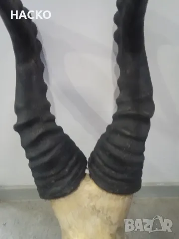 Уникален Трофей Рога с Черап от Антилопа Сейбъл 100% Автентичен, снимка 12 - Други - 48290351