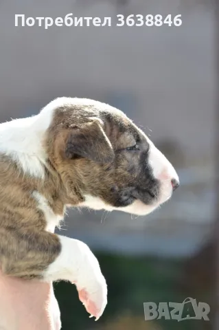 Бул териер, снимка 3 - Други - 49306264