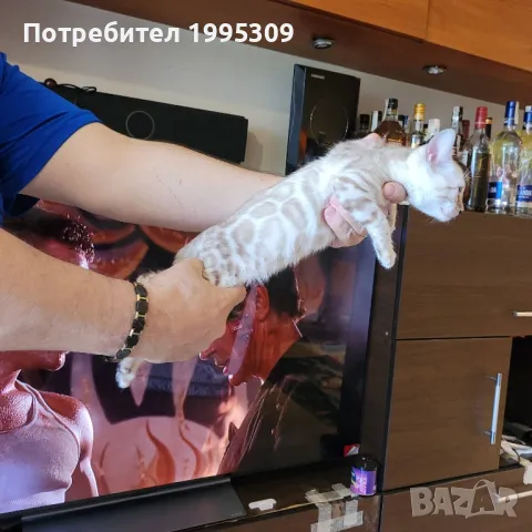 Бенгалски котета, снимка 6 - Други - 50151079