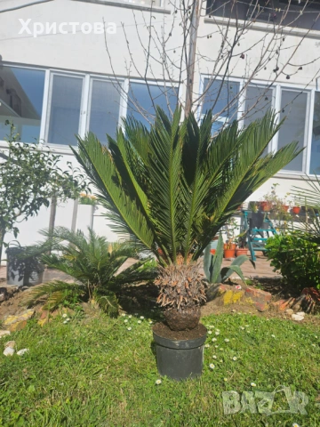 Цикаси за дома и градината, снимка 2 - Градински цветя и растения - 54324383