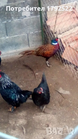 Мъжки фазан от 2024 