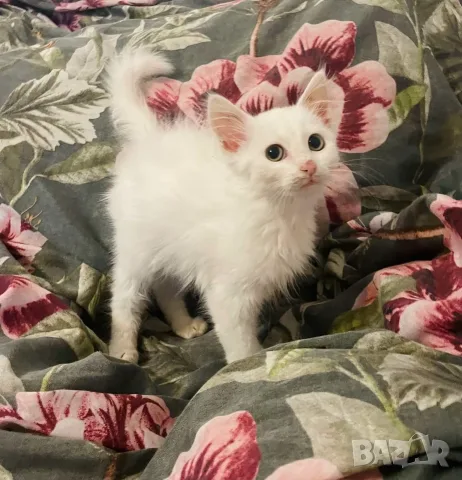 Ангорско коте, ангорка, турска ангора, 3 месеца, момиче