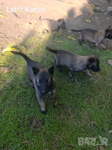 Чистокръвни малки белгийски овчарки Малинуа малионис, снимка 4 - Белгийска овчарка - 52294460