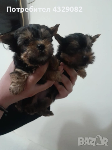 Продавам мини йоркита , снимка 2 - Йоркширски териер - 53928336