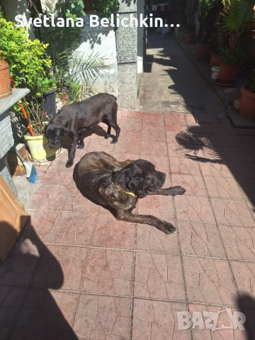 Продавам Кане Корсо, снимка 16 - Кане корсо - 54278276