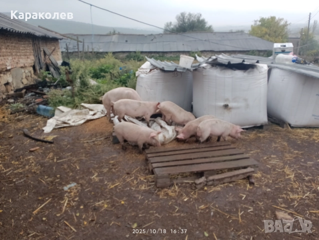 Прасета за угояване и банкети, снимка 8 - Прасета - 52101419