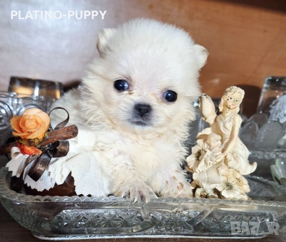 Чихуахуа мини дългокосмести, снимка 3 - Чихуахуа - 54199907