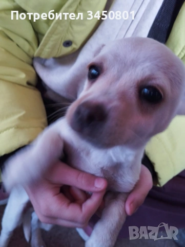 Продавам пинчери 2 броя мъжки на 3 месеца с 2 ваксини и паспоръ, снимка 2 - Пинчер - 54183953