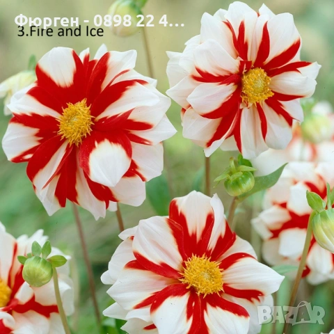 Луковици - Коренище на Далия   - Цена за 1 бр.: 2,50 € / 4,89лв. , снимка 3 - Разсади - 53145591