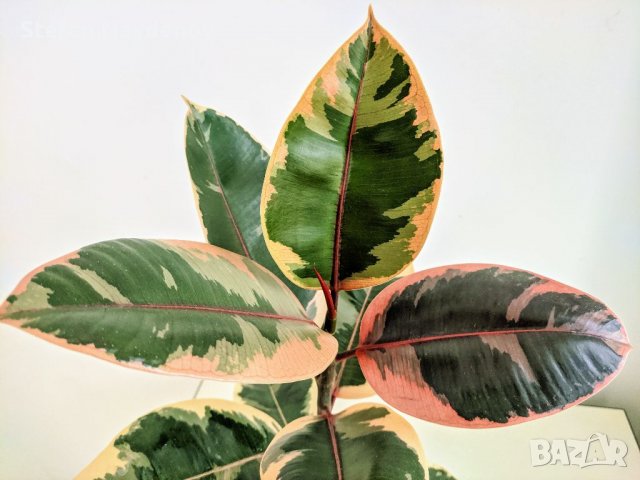 Ficus elastica "Tineke", снимка 1 - Стайни растения - 37943176