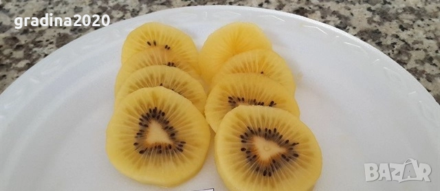 Киви Голд-Златно киви, снимка 2 - Градински цветя и растения - 28817698