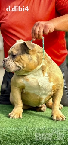 Американ були  мерле -мъжко, снимка 3 - Други - 52127253