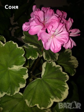 Мушкато , снимка 14 - Градински цветя и растения - 28406630