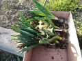 ЗЮМБЮЛИ В САКСИЯ С ПОЧВА 25ЛВ ЗА ЕДИН С ЛУКОВИЦА 1404250825, снимка 14