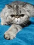 Екзотично късокосместо женско коте 🐈, снимка 10