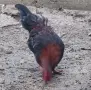 Петле , Петел Малайзиатска Сарама , снимка 9