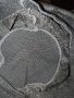 резервиран. К. С.Сребрист клин- чорапогащник с черни флорални мотиви S,M, снимка 7