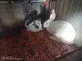Зайци домашни различни видове, снимка 7