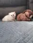 ТОП КОТЕНЦА НА ТОП ЦЕНА, снимка 8