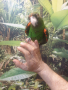 Продавам Жардина (Конгоански папагал), снимка 10